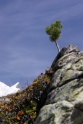 Mountain plants, Zermatt Switzerland 1